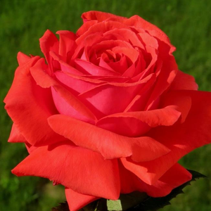 Duftwolke® - trandafiri - www.ioanarose.ro